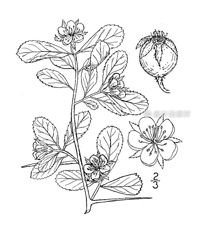 古植物学植物插图:山楂，矮刺