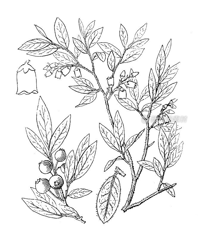 古董植物学植物插图:加拿大越橘，加拿大蓝莓