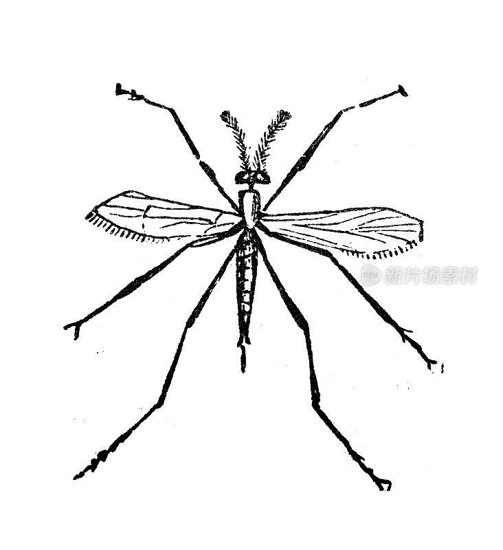 仿古雕刻插图:鹤飞