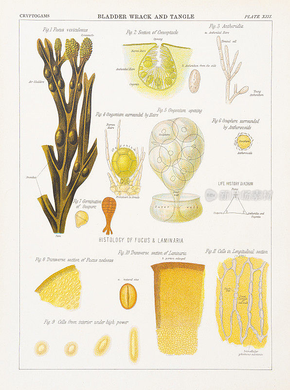 膀胱损伤和缠结(黑角藻vesiculosus)彩色印刷1883年
