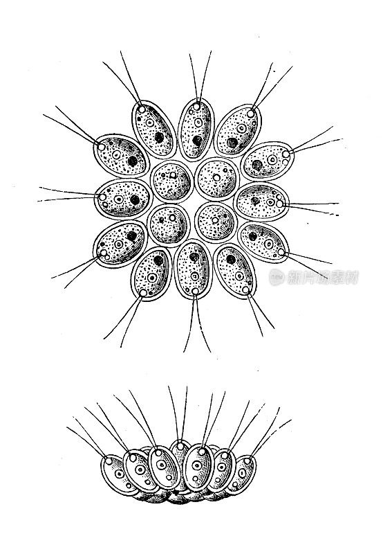 古董生物动物学图像:胸性腺