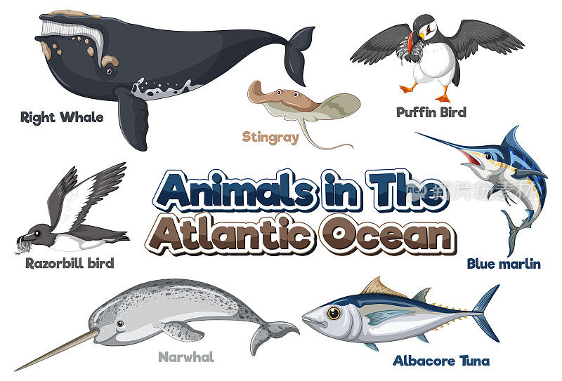 大西洋动物集
