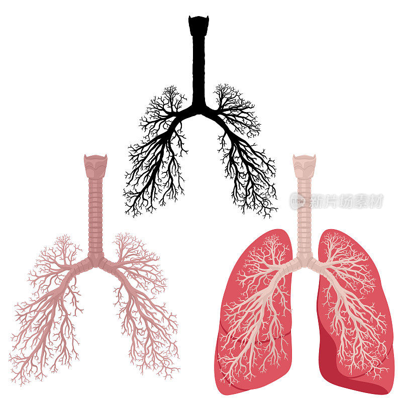 呼吸系统，肺，支气管和气管