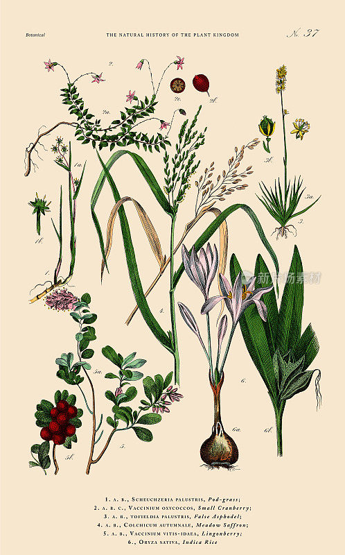 手工着色的植物雕刻，植物王国的历史，维多利亚植物插图，第37版，大约1853年