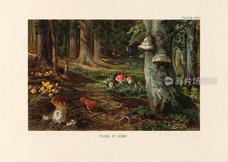 植物自然史，维多利亚植物插图，1897年，真菌在家里