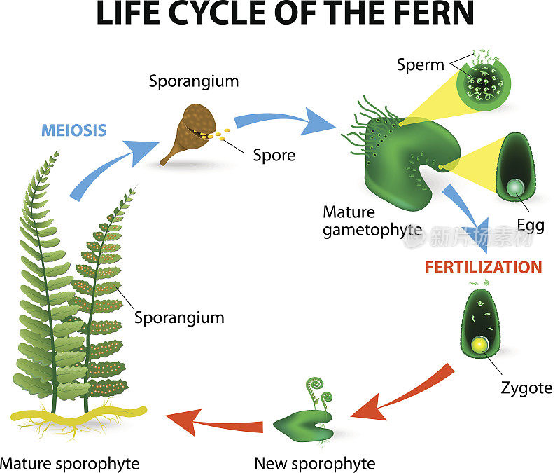 蕨类植物的生命周期