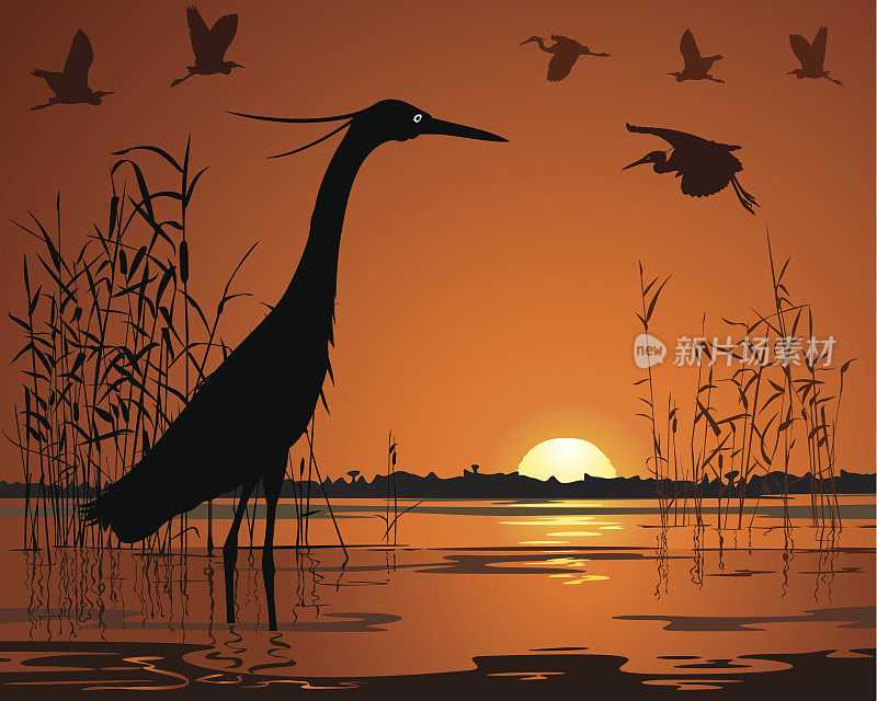 鸟在日落沼泽插图