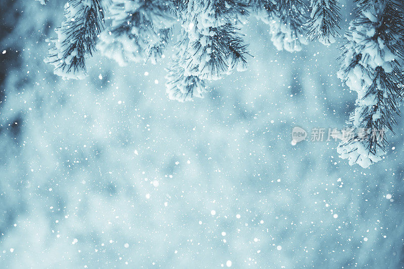 冬天的景象-结霜的松枝。树林里的冬天