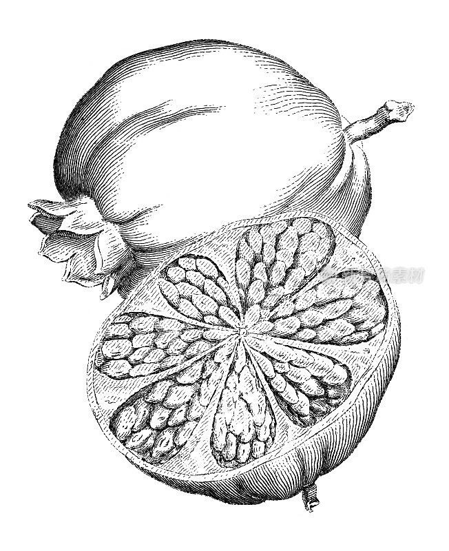 19世纪雕刻的石榴水果