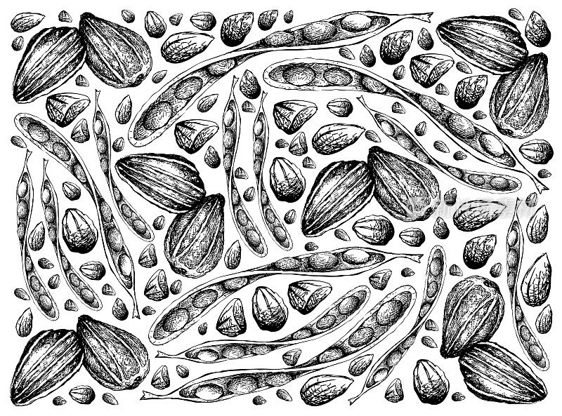 麻花豆和葵花籽的手绘草图