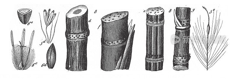 甘蔗、无花果、水生开花植物及禾本科、莎草科代表植物版画古董插图，1851年出版