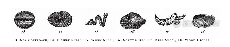 海蟑螂、龟裂壳、虫壳、螺壳、龙骨壳、挖木机、动物种类分类、雕刻古董插图，1851年出版