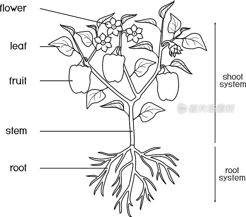 着色页面。部分的植物。辣椒植物的形态，叶，果，花和根系孤立在白色背景和标题