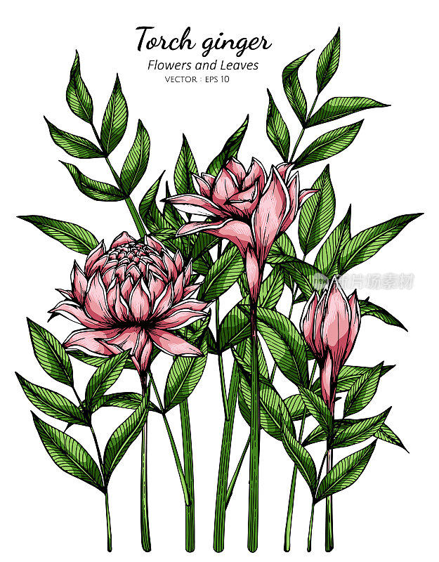 粉红色火炬姜花和叶子的插图与线条艺术在白色的背景。