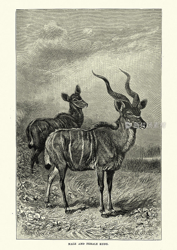 雄性和雌性大羚羊，林地羚羊