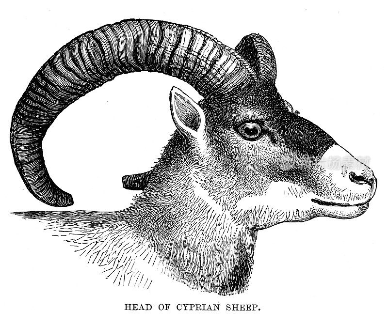 塞浦路斯羊雕刻的头1896年