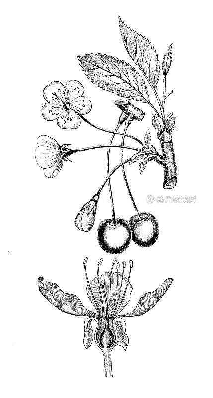 古董植物学插图:鸟类李、野樱桃