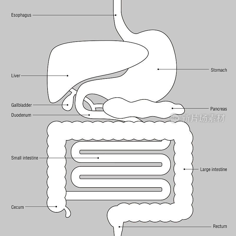 人体消化器官，每个器官的简化说明和名称