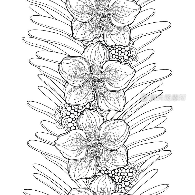 矢量无缝模式与万达兰花花和叶在白色的背景。