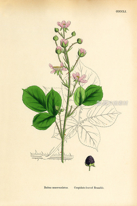 壶状叶的树莓，小悬钩子，维多利亚植物学插图，1863年