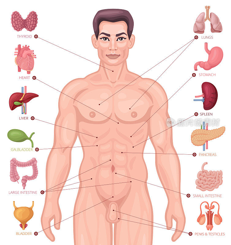 人体内部器官定位。男性的身体。