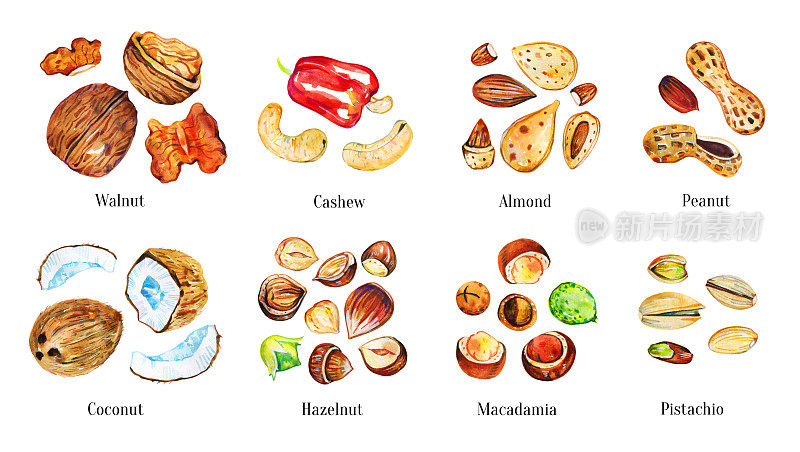 一套不同类型的坚果与标题。核桃，腰果，杏仁，开心果，椰子，榛子，澳洲坚果，花生。手绘水彩插图