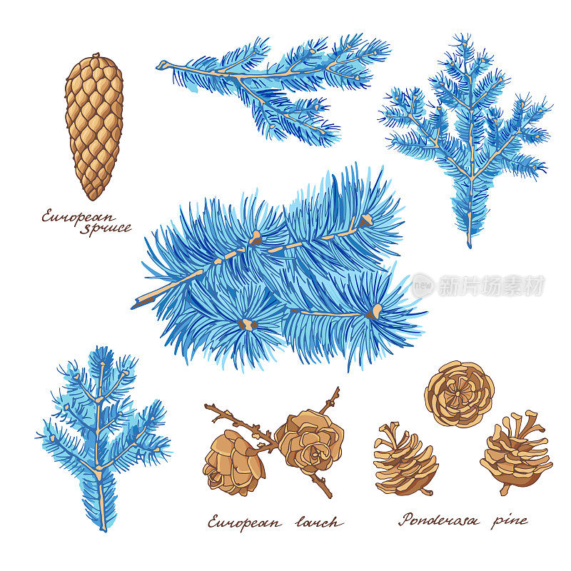 黄松，欧洲落叶松和欧洲云杉。针叶树的树枝和球果。蓝色手绘节日装饰和贺卡。矢量插图。