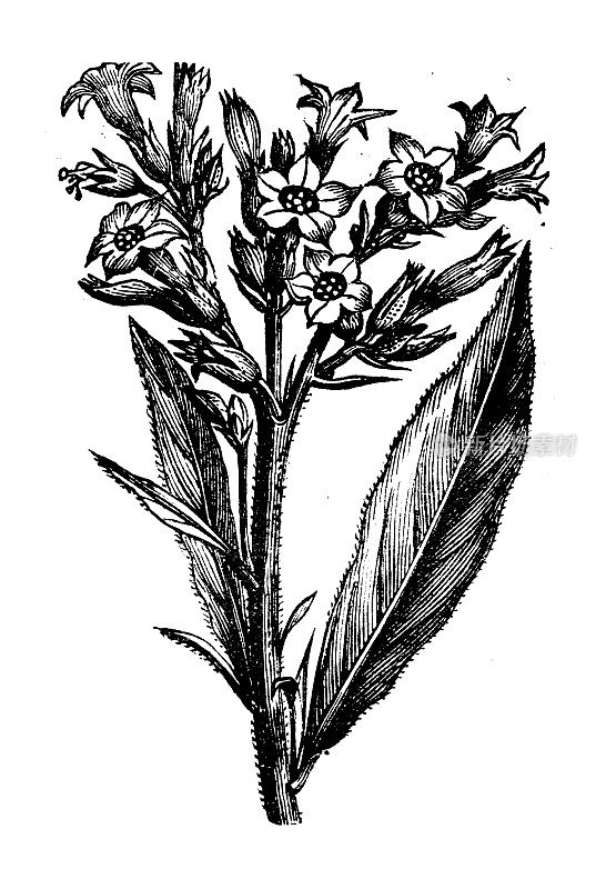 古植物学插图:烟草、烟草