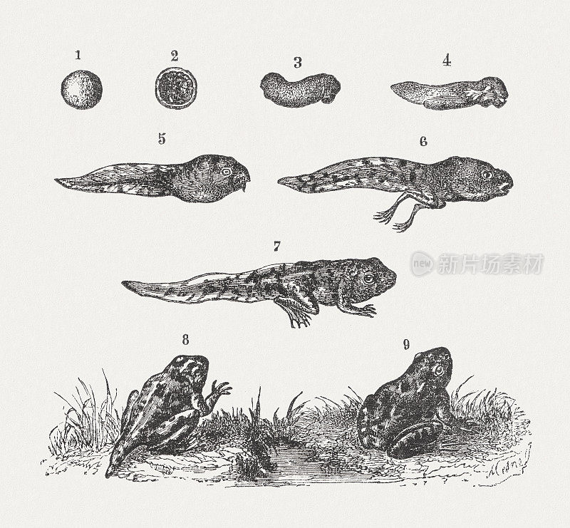 生物发展的蛙，木刻，1893年出版