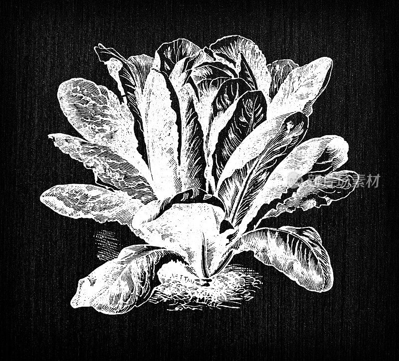 植物学蔬菜植物古董雕刻插图:长叶莴苣绿色莴苣