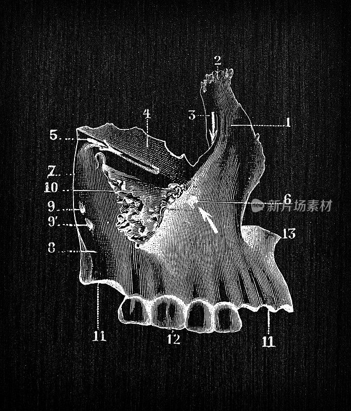 人体解剖骨骼古玩插图，头骨:上颌骨、上颌