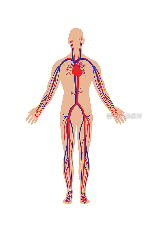 循环系统人体载体插图与动脉和静脉。