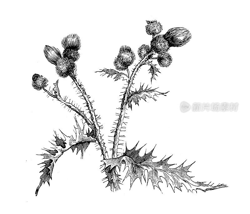 古董植物学插图:银蓟、刺蓟