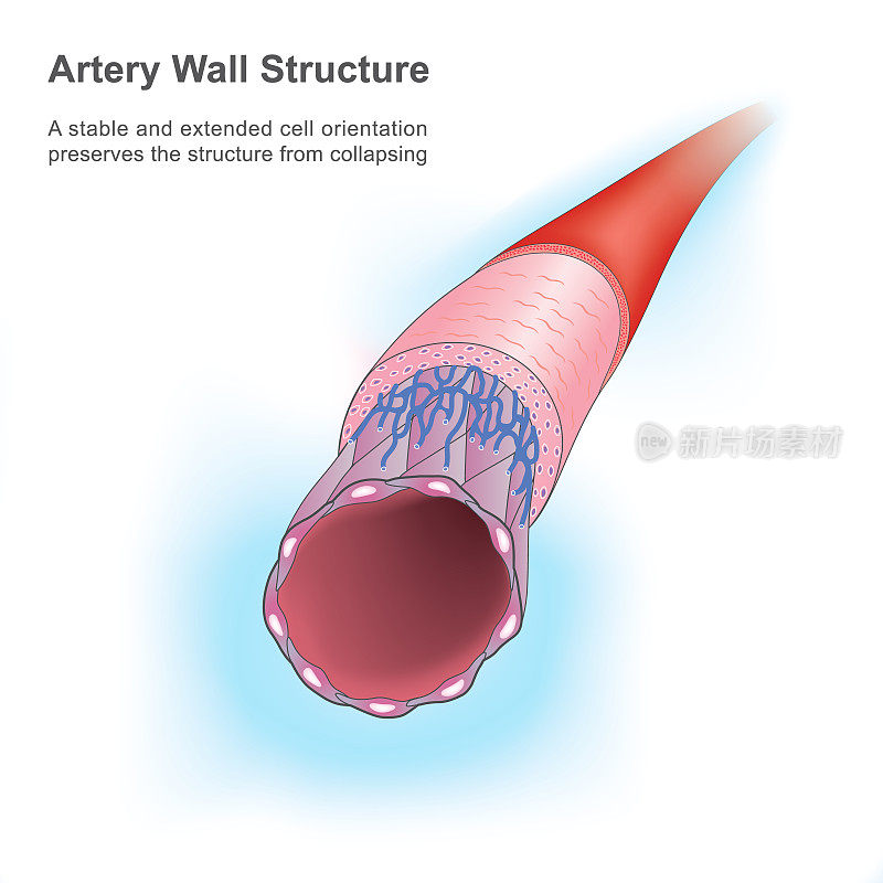 动脉壁结构。这张显示人类动脉的图解释了稳定和扩张的内皮细胞。