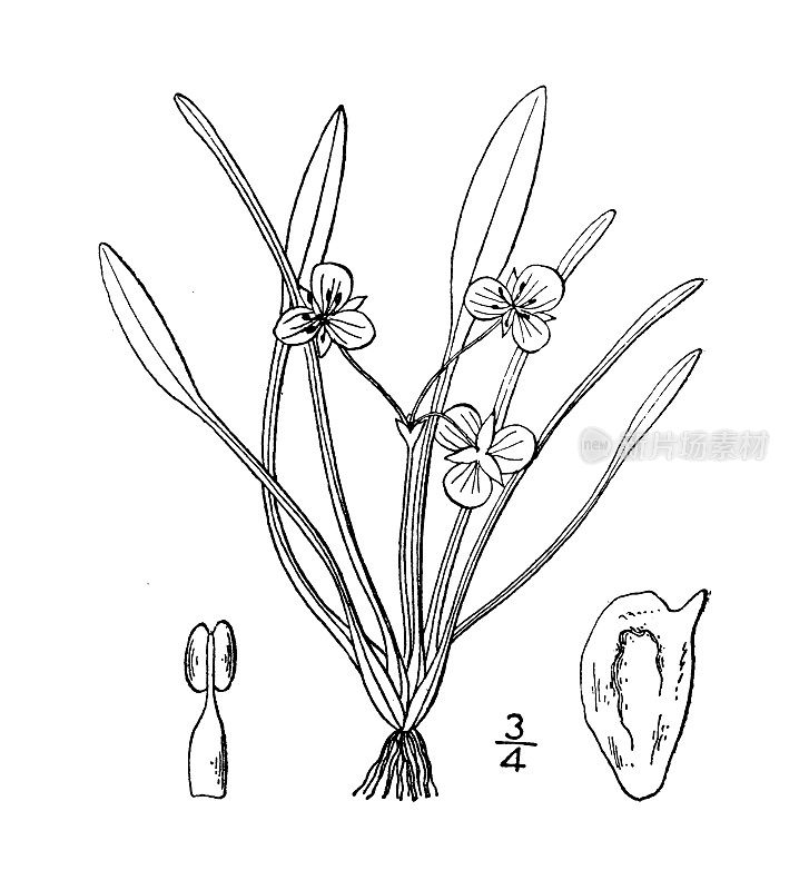 古植物学植物插图:慈姑、慈姑