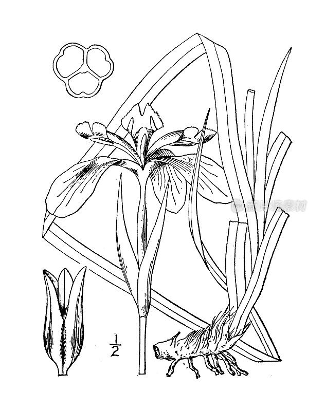 古植物学植物插图:密苏里鸢尾，西部蓝旗