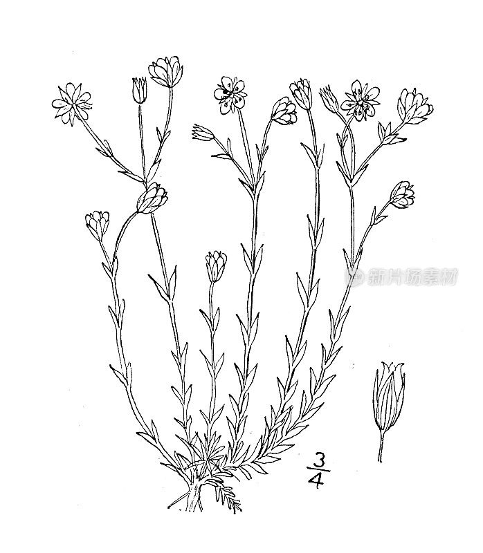 古植物学植物插图:沙草、沙草