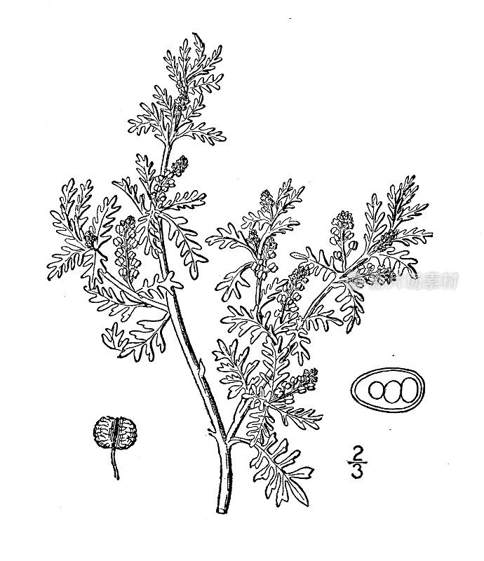 古植物学植物插图:低土冠植物，小芥