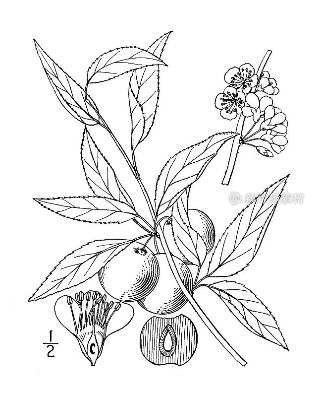 古植物学植物插图:沙枣、鹰嘴梅