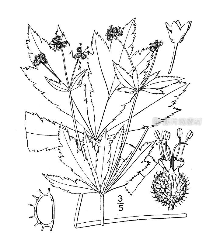 古植物学植物插图:白蚁，蛇根簇生