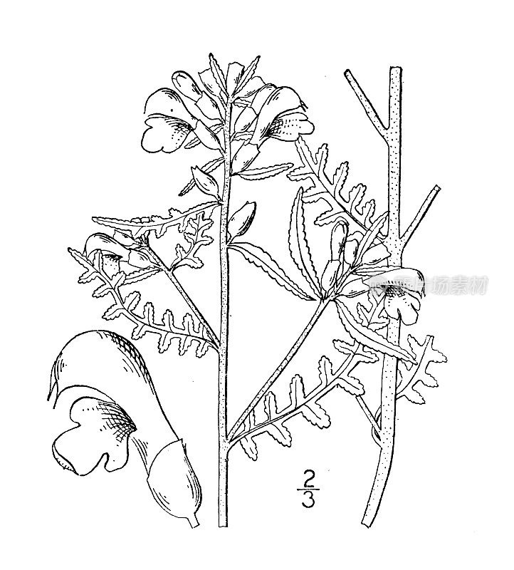 古植物学植物插图:马先蒿、明马先蒿
