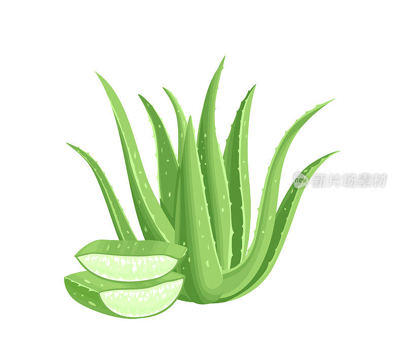 芦荟在白色背景上分离。药用植物和叶片。矢量插图在卡通平面风格。