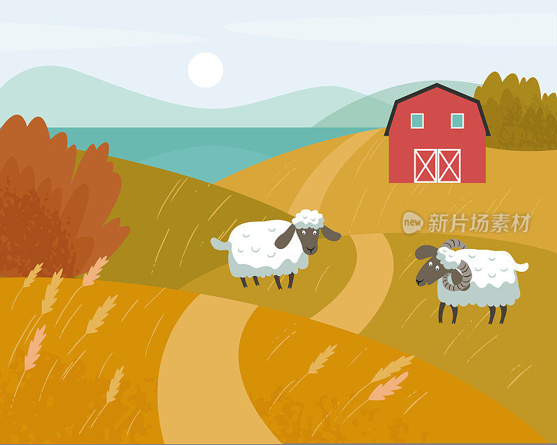 秋天农村景象。长着黑嘴的白羊在草地上吃草。秋天背景中的红色农场。矢量平面插图。