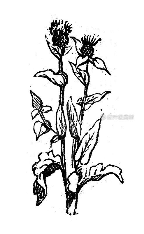 古玩雕刻插图:半人马座，棕色矢车菊