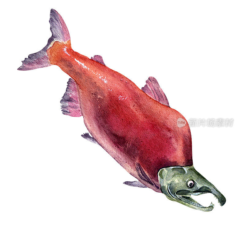 单红鲑鱼，银鱼水彩插图孤立的白色背景。