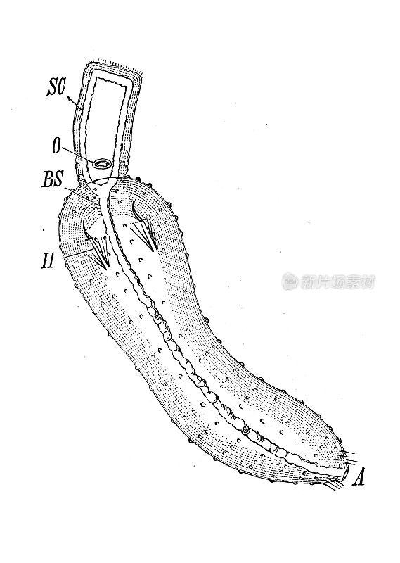 古董生物动物学图像:Echiurus