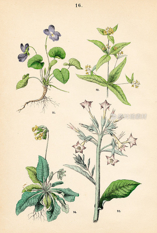 甜紫罗兰，黄色松花，烟草，九轮草-植物插图1883