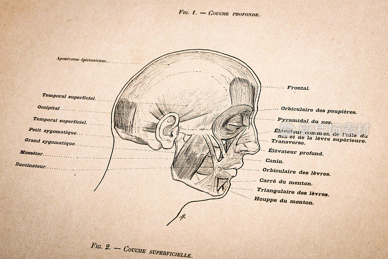 人体解剖插图从古董法国艺术书籍:头部肌肉