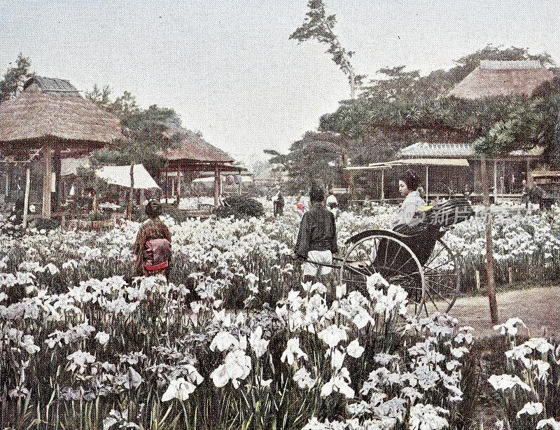 日本东京鸢尾花花园