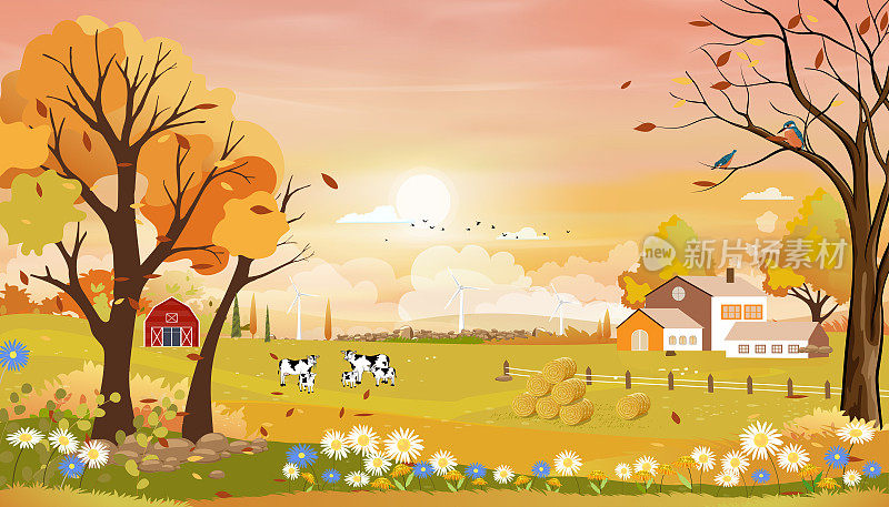 秋天的风景农田与粉红色的天空，仙境的中秋节在农村与奶牛在草地上，木制谷仓和农舍在阳光明媚的日子，矢量背景横幅秋季或秋天的背景